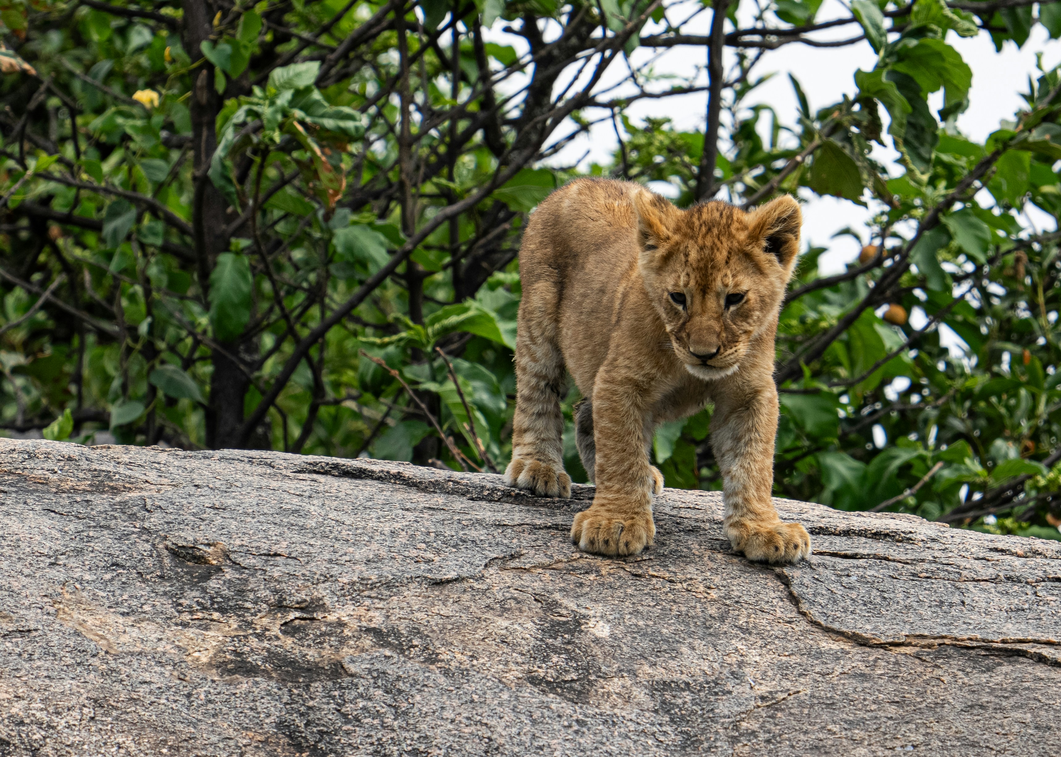 מדריך דיגיטלי